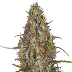 Barneys Farm Glue Gelato AUTO