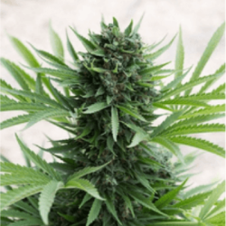 Humboldt Seeds AUTO Sour Diesel