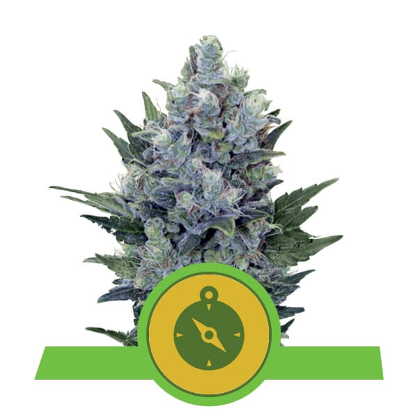 Royal Queen Seeds Northern Light Automatic - Χονδρική