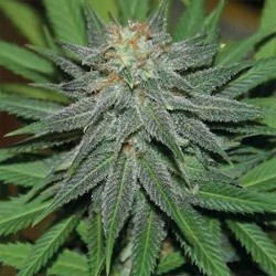 Barneys Farm Pineapple Express AUTO