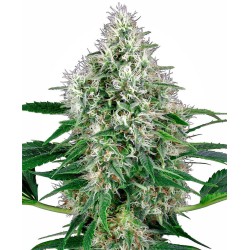 White Label Pure Power Plant Automatic