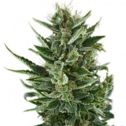 Royal Queen Seeds Quick One