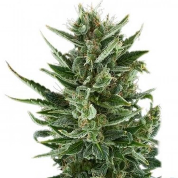 Royal Queen Seeds Quick One - Χονδρική