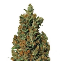 Barneys Farm Red Diesel FEM
