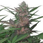 Royal Queen Seeds Royal AK Automatic - Χονδρική