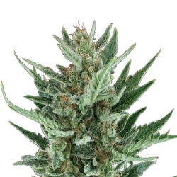 Royal Queen Seeds Royal Cheese Automatic