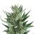 Royal Queen Seeds Royal Cheese Automatic