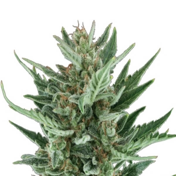 Royal Queen Seeds Royal Cheese Automatic - Χονδρική
