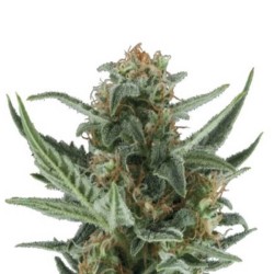 Royal Queen Seeds Royal Dwarf