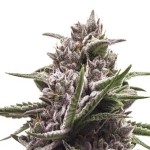 Royal Queen Seeds Royal Gorilla Automatic - Χονδρική
