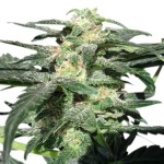 Royal Queen Seeds Royal Haze Automatic - Χονδρική