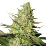 Royal Queen Seeds Royal Jack Automatic - Χονδρική