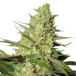 Royal Queen Seeds Royal Jack Automatic