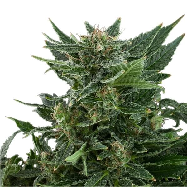 Royal Queen Seeds Royal Kush Automatic - Χονδρική