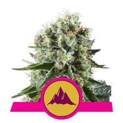 Royal Queen Seeds Critical Kush FEM