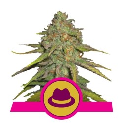 Royal Queen Seeds O.G. Kush FEM
