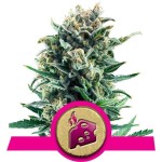Royal Queen Seeds Blue Cheese FEM - Χονδρική