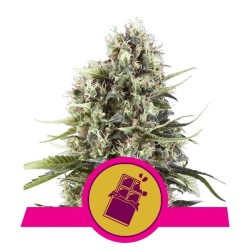 Royal Queen Seeds Chocolate Haze FEM
