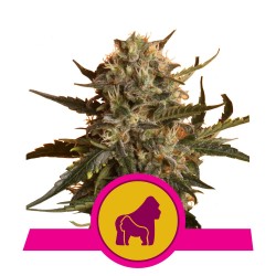 Royal Queen Seeds Mother Gorilla FEM