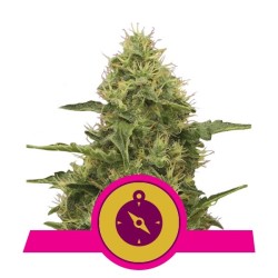 Royal Queen Seeds Northern Light FEM