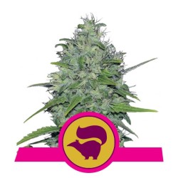 Royal Queen Seeds Skunk XL FEM