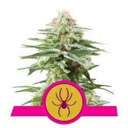 Royal Queen Seeds White Widow FEM
