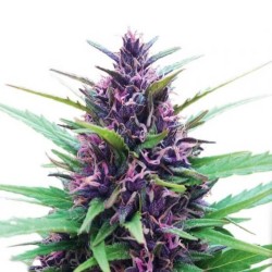 Dutch Passion FEM Shaman