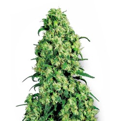 White Label Skunk 1 FEM 