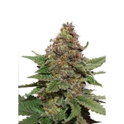 Dutch Passion FEM Strawberry Cough