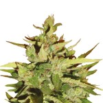 Royal Queen Seeds Stress Killer Automatic CBD - Χονδρική