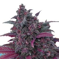 Sweet Seeds Dark Devil Auto