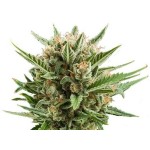 Royal Queen Seeds Sweet Skunk Automatic - Χονδρική