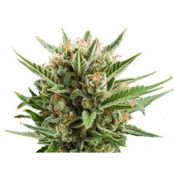 Royal Queen Seeds Sweet Skunk Automatic
