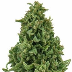 Barneys Farm Sweet Tooth AUTO