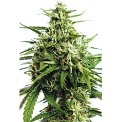 Vision Seeds Vision Gorilla AUTO 