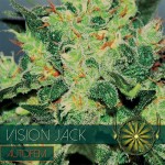 Vision Seeds Vision Jack AUTO - Χονδρική