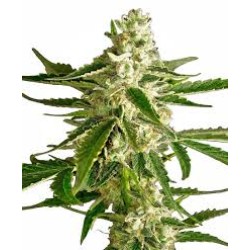 White Label White Diesel Haze Automatic