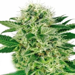 White Label Northern Lights Automatic