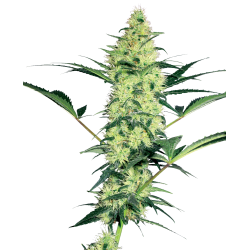 White Label White Diesel FEM