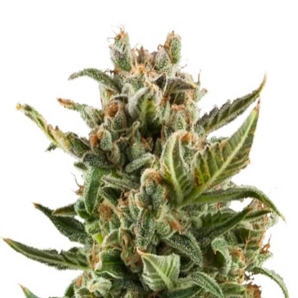 Royal Queen Seeds White Widow Automatic - Χονδρική
