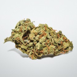 Super Lemon Hase Green House