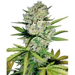 Super Skunk FEM White Label