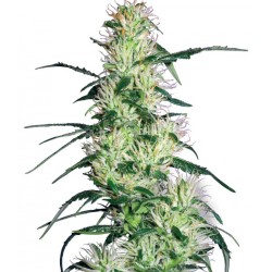 Purple Haze White Label